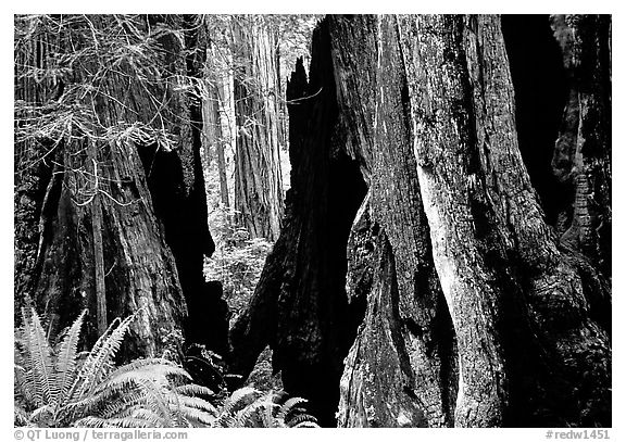 Hollowed redwood tree and ferns, Del Norte Redwoods State Park. Redwood National Park (black and white)