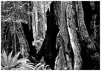 Hollowed redwood tree and ferns, Del Norte Redwoods State Park. Redwood National Park ( black and white)