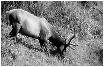 Roosevelt Elk,  Prairie Creek Redwoods State Park. Redwood National Park ( black and white)