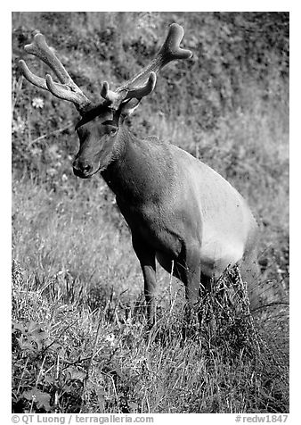 Roosevelt Elk near Gold Bluffs, Prairie Creek Redwoods State Park. Redwood National Park (black and white)