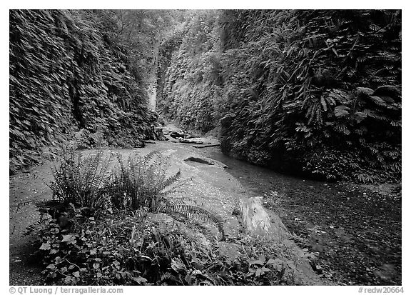 Fern Canyon, Prairie Creek Redwoods State Park. Redwood National Park (black and white)