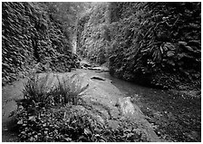 Stream and walls covered with ferns, Fern Canyon. Redwood National Park ( black and white)