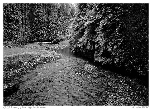 Stream and walls covered with ferms, Fern Canyon. Redwood National Park (black and white)