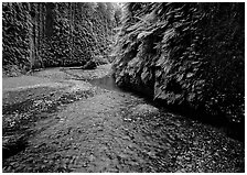 Stream and walls covered with ferms, Fern Canyon. Redwood National Park ( black and white)