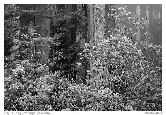 Rhododendrons in redwood forest with fog. Redwood National Park (black and white)