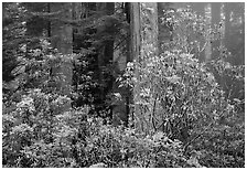 Rhododendrons in coastal redwood forest with fog. Redwood National Park, California, USA. (black and white)
