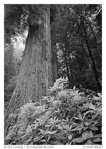 Rhododendron flowers at the base of redwood tree. Redwood National Park (black and white)