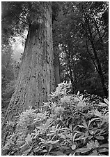 Rhododendron flowers at  base of large redwood tree. Redwood National Park, California, USA. (black and white)