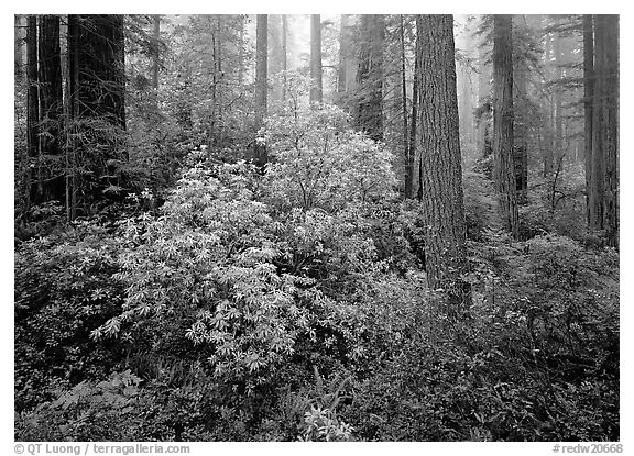Rododendrons in bloom in redwood grove, Del Norte Redwoods State Park. Redwood National Park (black and white)