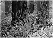 Redwood (scientific name: sequoia sempervirens) trunks in fog, Del Norte Redwoods State Park. Redwood National Park ( black and white)