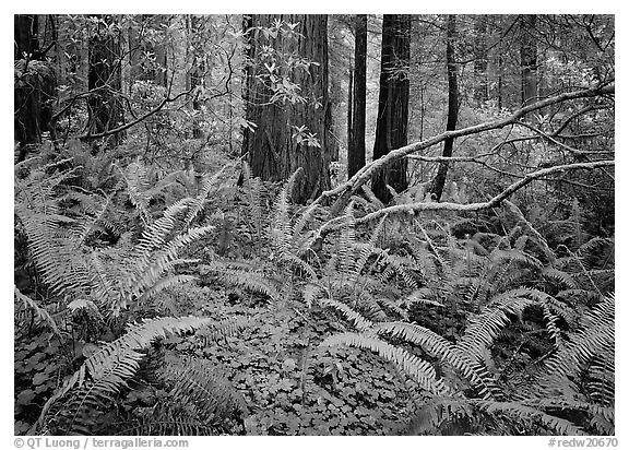 Ferms and trees in the spring, Del Norte. Redwood National Park (black and white)