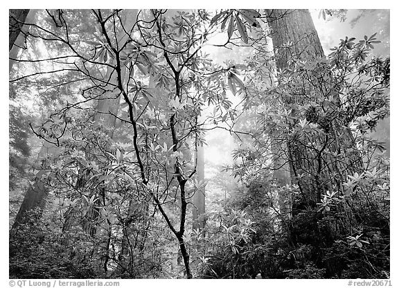 Looking up forest with fog and rododendrons, Del Norte Redwoods State Park. Redwood National Park (black and white)