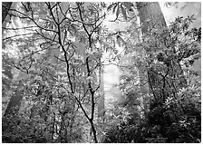 Looking up forest with fog and rododendrons. Redwood National Park, California, USA. (black and white)