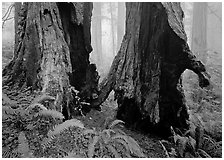 Hollowed redwood in fog, Del Norte Redwoods State Park. Redwood National Park ( black and white)