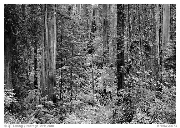 Old-growth redwood forest, Howland Hill. Redwood National Park (black and white)