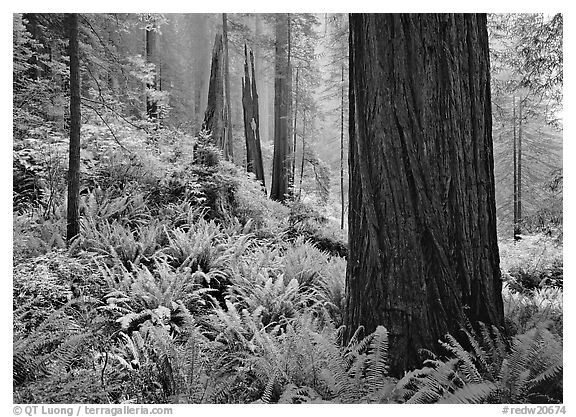 Ferns and trunks, foggy forest, Del Norte. Redwood National Park (black and white)