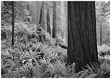 Ferns and trunks, foggy forest, Del Norte Redwoods State Park. Redwood National Park ( black and white)
