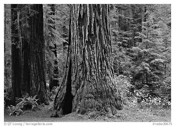 Base of redwood trees, Prairie Creek. Redwood National Park (black and white)