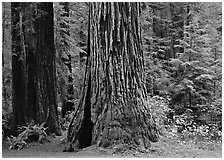 Base of redwood trees, Prairie Creek. Redwood National Park ( black and white)