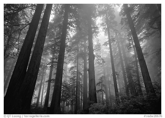 Tall coast redwood trees (Sequoia sempervirens) in fog, Lady Bird Johnson Grove. Redwood National Park (black and white)