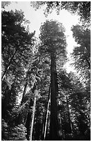 Towering redwoods, Lady Bird Johnson grove. Redwood National Park, California, USA. (black and white)