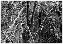 Alder and mosses. Redwood National Park ( black and white)