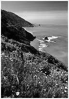 Wildflowers and Enderts Beach. Redwood National Park ( black and white)