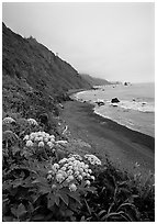 Wildflowers and beach with black sand in foggy weather, Del Norte Coast Redwoods State Park. Redwood National Park ( black and white)