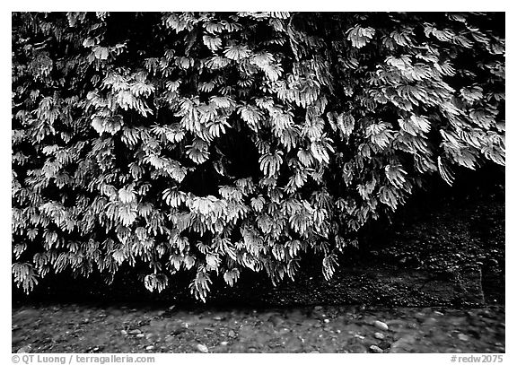 Fern-covered wall, Fern Canyon, Prairie Creek Redwoods State Park. Redwood National Park (black and white)