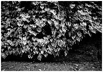 Fern-covered wall, Fern Canyon, Prairie Creek Redwoods State Park. Redwood National Park ( black and white)