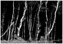 Light Trees near Fern Canyon, Prairie Creek Redwoods State Park. Redwood National Park ( black and white)