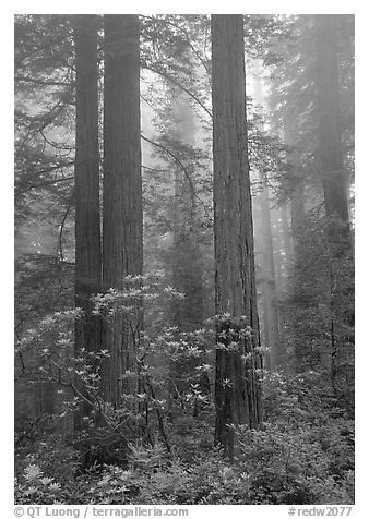 Redwood and rododendron trees in fog, Del Norte. Redwood National Park, California, USA.