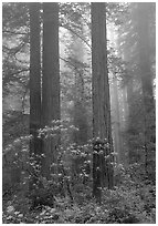 Redwood and rododendron trees in fog, Del Norte. Redwood National Park, California, USA. (black and white)