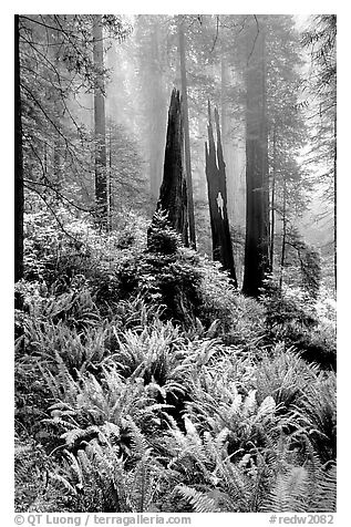 Ferns, burned redwood trees, and fog, Del Norte Redwoods State Park. Redwood National Park (black and white)