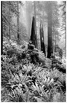 Ferns, burned redwood trees, and fog, Del Norte Redwoods State Park. Redwood National Park ( black and white)