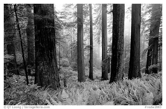 Ferns, redwood forest, and fog, Del Norte Redwoods State Park. Redwood National Park (black and white)