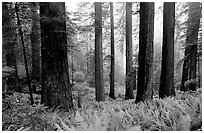 Ferns, redwood forest, and fog, Del Norte. Redwood National Park, California, USA. (black and white)