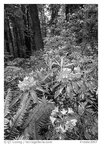 Rhodoendron flowers after  rain, Del Norte Redwoods State Park. Redwood National Park (black and white)