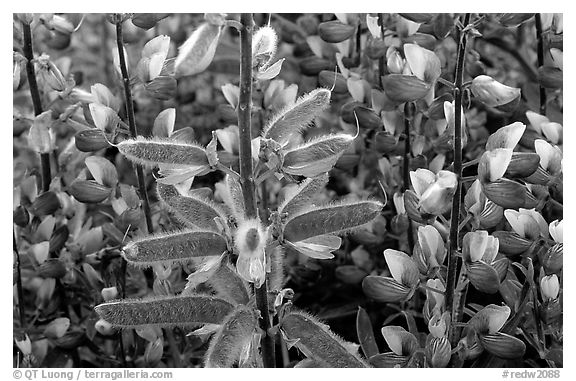 Lupine close-up. Redwood National Park (black and white)