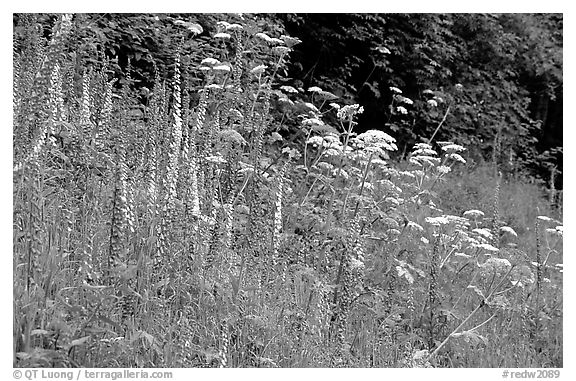 Pink and white wildflowers in meadow. Redwood National Park (black and white)