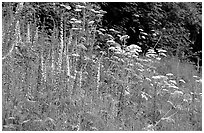Pink and white wildflowers in meadow. Redwood National Park ( black and white)