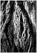 Redwood bark close-up. Redwood National Park ( black and white)