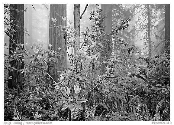 Rododendrons, redwoods, and fog, Lady Bird Johnson Grove. Redwood National Park (black and white)