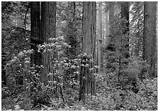 Rododendrons, redwoods, and fog, Del Norte. Redwood National Park, California, USA. (black and white)
