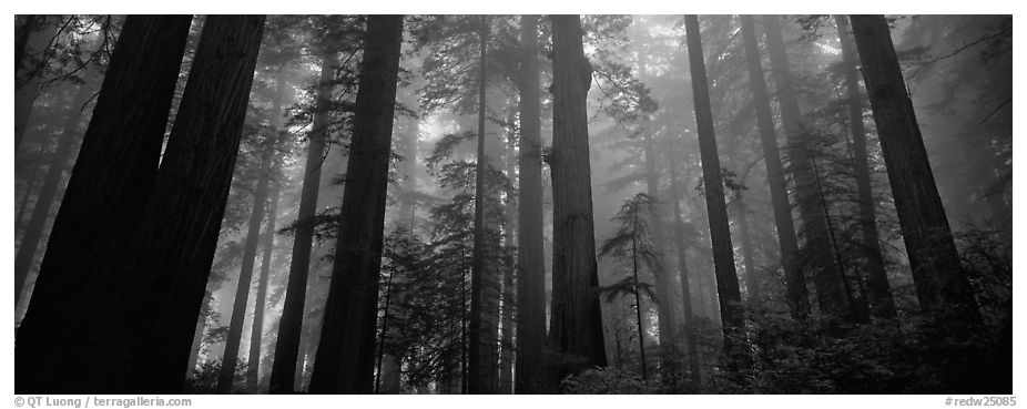 Tall forest in mist, Lady Bird Johnson Grove. Redwood National Park (black and white)