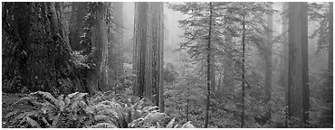 Ferns and trees in fog. Redwood National Park (Panoramic black and white)