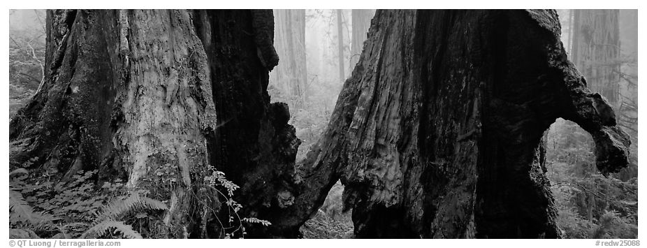 Hollow ancient tree in the fog. Redwood National Park (black and white)