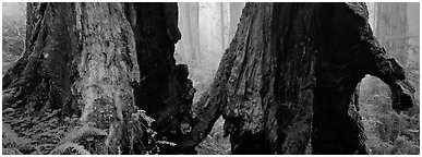 Hollow ancient tree in the fog. Redwood National Park (Panoramic black and white)