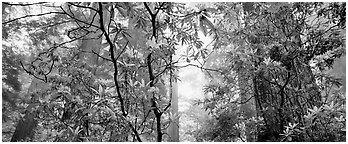Airy forest scene with rhododendrons. Redwood National Park (Panoramic black and white)