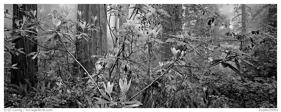 Rhododendrons in misty forest. Redwood National Park (black and white)